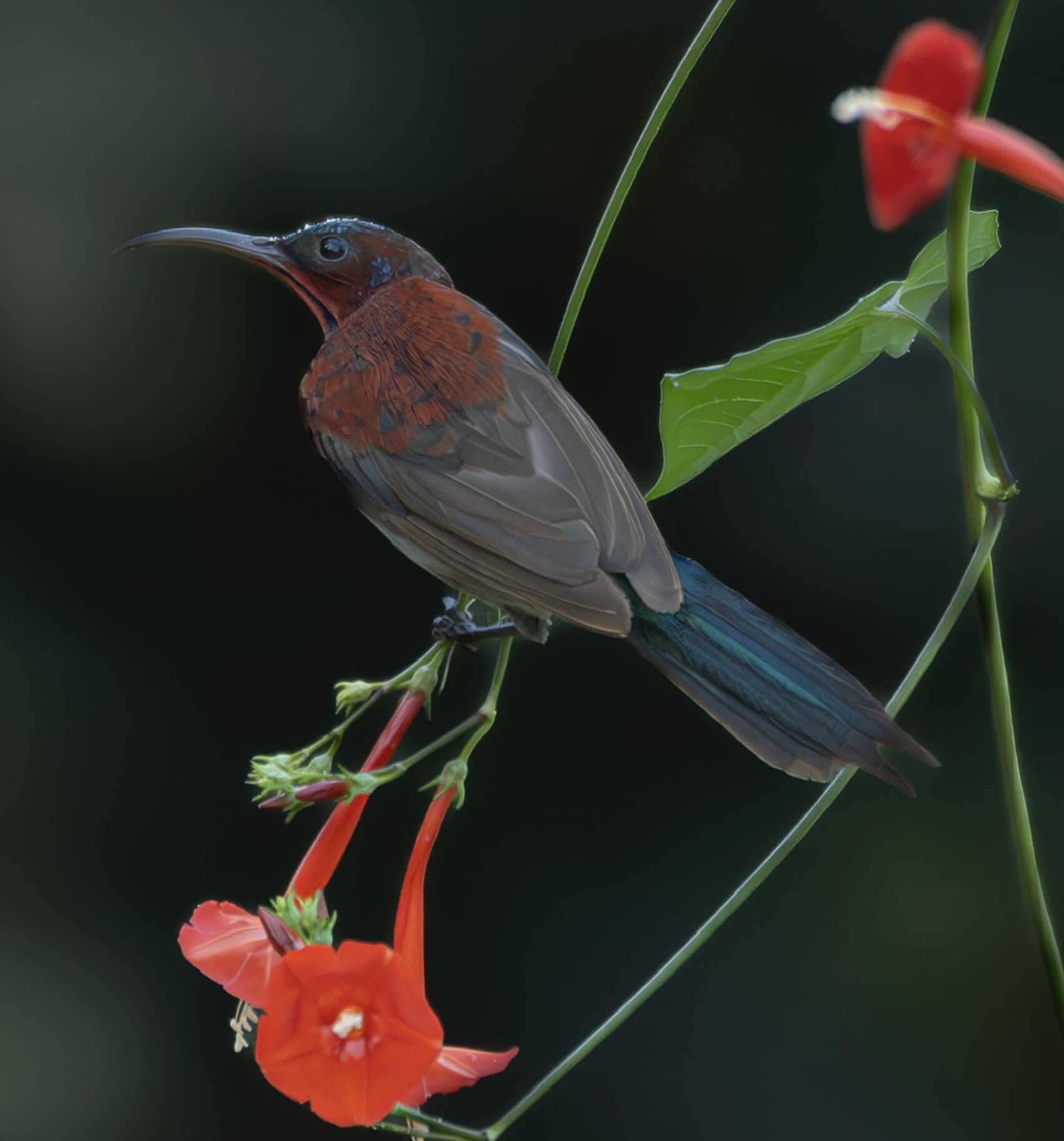 Black throated sunbird